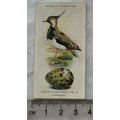 1939 Ogdens British Birds & Their Eggs 18 Lapwing