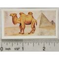 Neilson's Interesting Animals card No. 7 Bactri...