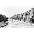 pu3544 - Yorks - Sapplings planted along South ...