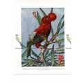 Blood Red Cock of the Rock, Book Illustration (...