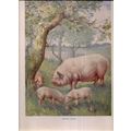 HAPPY PIGS. . illustration by Albert Kaye 335 x...