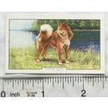 1938 Gallaher Dogs 2nd Series No. 6 Finnish Spitz
