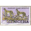 1973 - Cheetah - 16533
