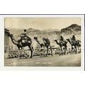 ADEN Camel Train Postcard by Bondfix