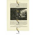 Collared Bat, Book Illustration (Print), 1884