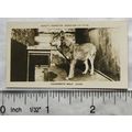 1926 Pattreiouex Real Photos Animals No. CA66 -...