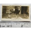 1926 Pattreiouex Real Photos Animals No. CA33 -...