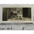 1926 Pattreiouex Real Photos Animals No. CA32 -...