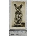 1926 Pattreiouex Real Photos Animals No. CA27 -...