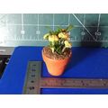 Plant with Yellow Flowers 1:12th scale miniature