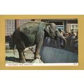Indian Elephant `Wendy` at Bristol Zoo - Postal...