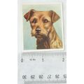 1939 Godfrey Phillips Our Dogs No. 23 The Borde...