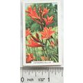 1938 Gallaher's Garden flowers No. 18 Hemerocallis