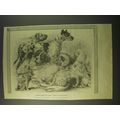 1887 Illustration of Ornamental and Useful Dogs