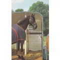 Horse Picture Postcard unused VGC