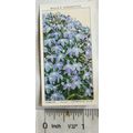 1939 Wills Garden Flowers No. 28 Lobelia