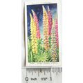 1939 Wills Garden Flowers No. 29 Lupin