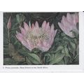 Protea cynaroides South Africa Artist Unknown L...