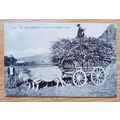 POSTCARD: FRANCE - LES PYRENEES, LA RENTREE DES...