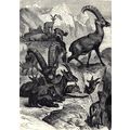 ALPINE IBEX 1894 Mountain Goat - Gustav Heinric...