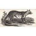 CIVET CAT 1810 Oliver Goldsmith ANTIQUE ENGRAVING