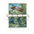Waxbills & Indigo Finches, Book Illustration (P...