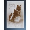 Birthday Greetings, Terrier Dogs Vintage Postcard