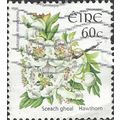 EIRE, FLOWER, Hawthorn, Crataegus monogyna, whi...