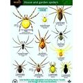 A Guide To House And Garden Spiders