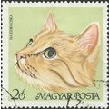 HUNGARY, CAT, European Shorthair, yellow-green ...