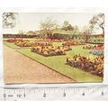 1938 postcard Godfrey Phillips Garden Studies n...