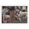 Oscar Palomares White Greyhound s as Pet Dog By...