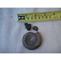 A Group Of Ammonites, One Large