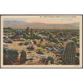Barrel Cactus on the Desert, Devil's Garden CA,...
