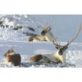 K1410: Reindeer (Rangifer tarandus) East Iceland.