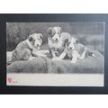 Three Puppies On A Blanket Vintage Dogs Postcard