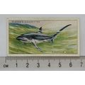 1935 Players Sea Fishes No. 3 Thresher Shark