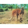 Greetings From Trafalgar Australian Red Kangaro...