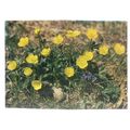 ACRID CROWFOOT flowers Swiss unused postcard =