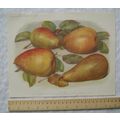 1939 Amateur Gardening illustration - Desert Pears