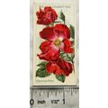 1914 Wills Roses 2nd Series No. 58 Carmine Pillar