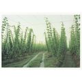 Thom Atkinson Hop Frames Kent Photo Art Award p...