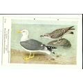 Birds BLACK-BACKED GULL Art Postcard (British M...
