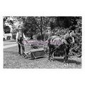 pu0343 - Horse Drawn Grass Mowing St Marys Abbe...