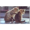 Kittens Japan NTT Phone Card