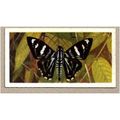 1964 Brooke Bond BUTTERFLIES OF THE WORLD Tea c...