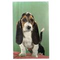 A BASSETT HOUND DOG vintage used postcard 1969 ...