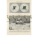 Bell Fishing in Hungary, Book Illustration (Pri...