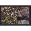 FLOWERS POST CARDS -SAXIFRAGA STELLARIS - NICE ...