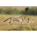 Thika Kenya Africa Leopard Cheetah Postcard QSL...